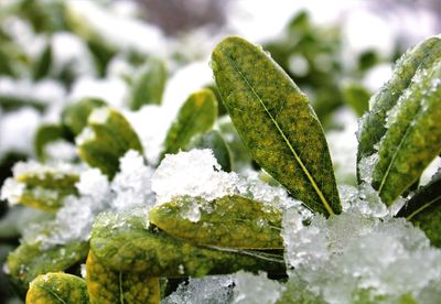 Close-up of frozen plant during winter