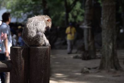 Group of people on wooden post