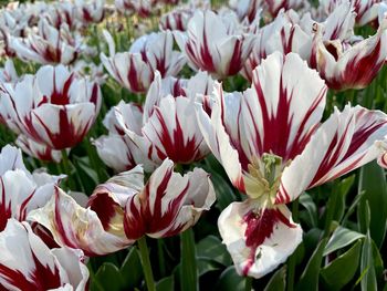 Close-up of white flowering plants