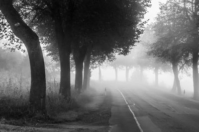 Empty road along trees through dense fog