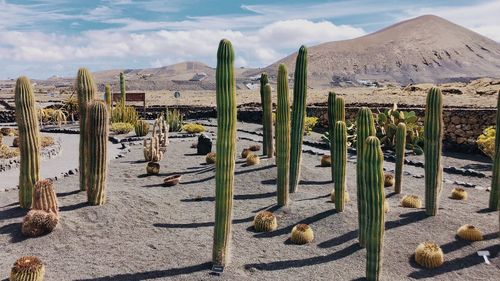 Panoramic view of cacti