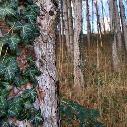 Tree trunk in forest