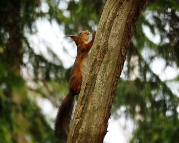 Low angle view of squirrel on tree in forest