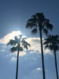 Low angle view of palm trees against sky