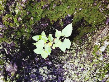 Plants growing on tree