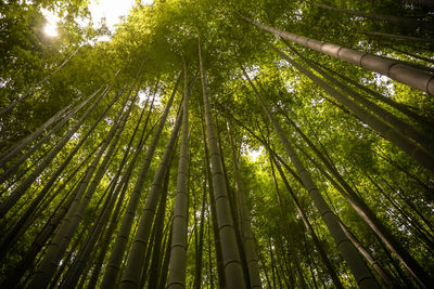 Low angle view of bamboo trees in forest