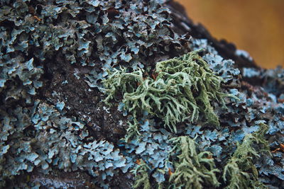 Close-up of lichen growing on plant