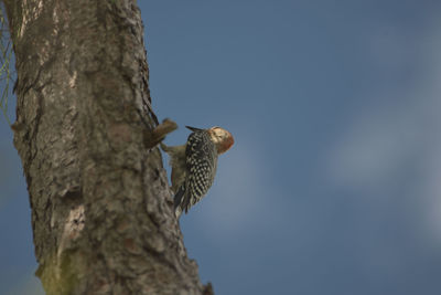 Low angle view of bird perching on tree trunk