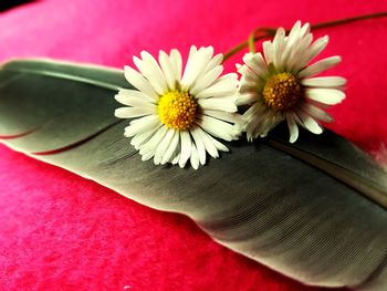 Close-up of flower