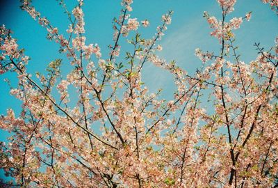 Low angle view of tree against sky