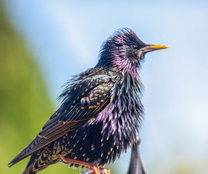 Close-up of bird perching on a branch