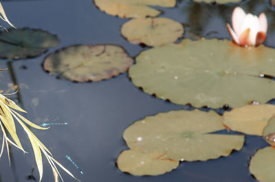 High angle view of water lily leaves floating on lake