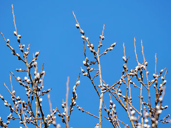 Low angle view of bare tree against clear blue sky