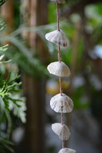 Close-up of sea shell decoration