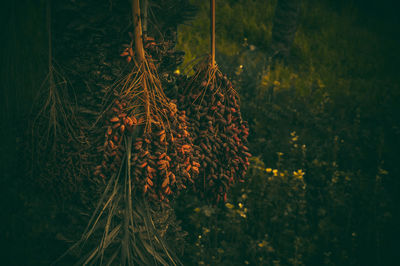 Close-up of fresh plants against trees