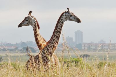 View of birds on field