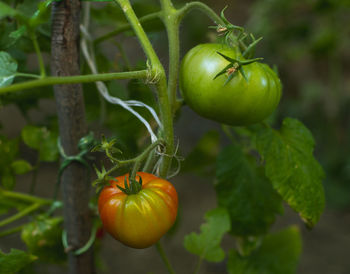 Close-up of fruit growing on plant