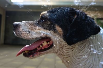 Close-up of dog looking away