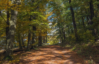 Footpath amidst trees in forest during autumn