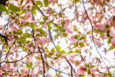 Low angle view of cherry blossoms in spring