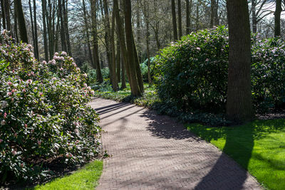 Footpath amidst trees in forest