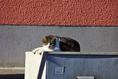 Cat sitting on wall