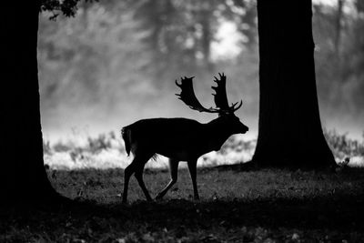 Deer standing on a field