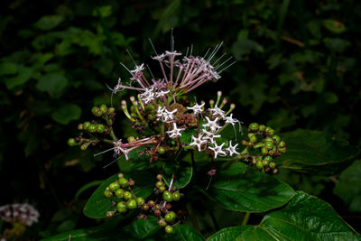 Close-up of purple flowering plant