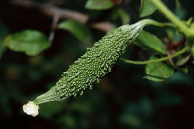 Close-up of bitter gourd growing outdoors