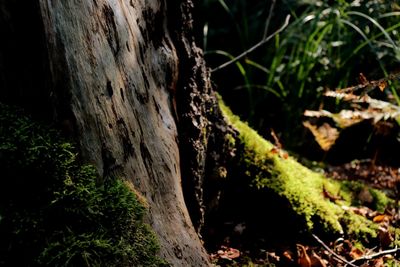 Close-up of tree trunk