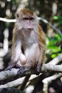 Monkey sitting on tree in forest