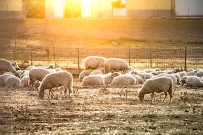 Sheep grazing on field against sky during sunset