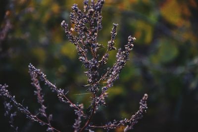 Close-up of frozen plant