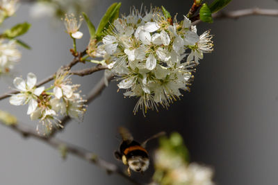 Close-up of insect on white cherry blossom