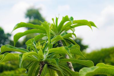 Close-up of fresh green plant in field against sky