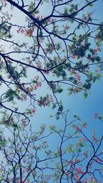 Low angle view of flowering tree against blue sky