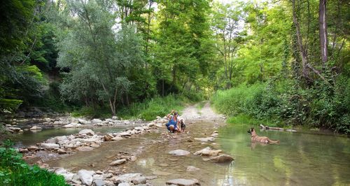 Woman playing with dogs in river at forest