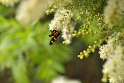 Close-up of insect pollinating on flower