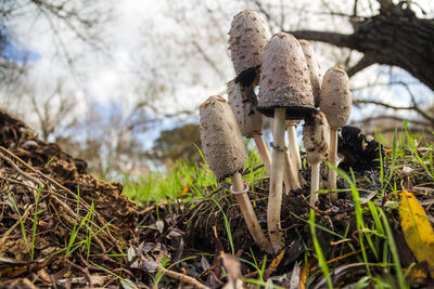 Close-up of mushroom growing on field