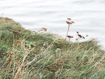 Plants growing on field against sky