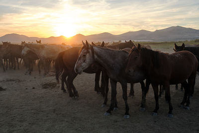 Horses on field against sky during sunset