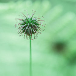 Close-up of flowers against blurred background