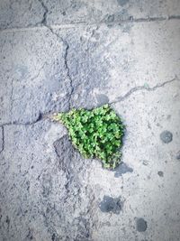 High angle view of plants
