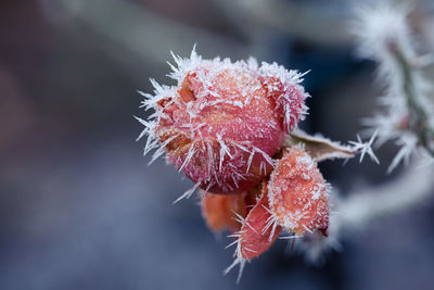 Close-up of frozen plant