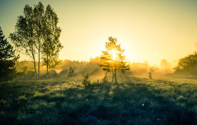 A beautiful summer sunrise behind the trees. tree silhouette against the sunrise sky. 