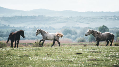 Horses on a field