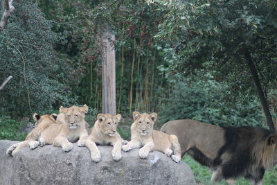 Lion family in a forest