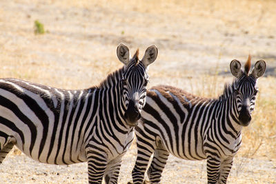 Zebras standing on a zebra