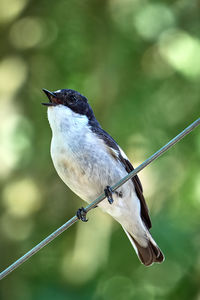 Close-up of bird perching on twig