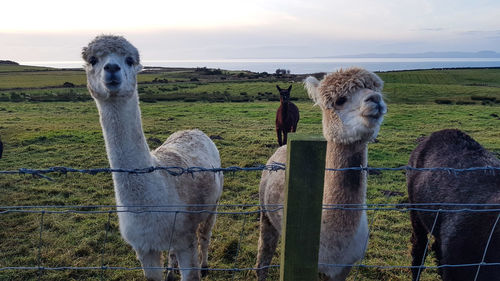 Alpaca in a field